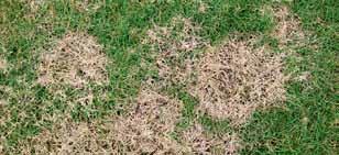 Vor allem bei kurzgemähten Rasenflächen sind die Ränder deutlich abgegrenzt, in höheren Beständen verschwimmen die Grenzen. Im Morgentau kann sich weißes spinnwebartiges Pilzmyzel bilden.
