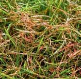 ) Die Infektion kann durch die Vielzahl unterschiedlicher Erreger über eine lange Zeit vorkommen. Die Rasenflächen werden partiell heller.
