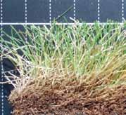 Verwendung: wichtiges Gras in allen Rasenmischungen, besonders für Strapazierrasen, aber auch in Zierrasenmischungen + Pflege: braucht ausreichend Licht und Nährstoffe, regelmäßiger Schnitt fördert