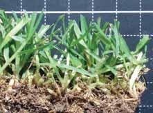 Wasserversorgung, bei hohem Anteil im Rasen starke Rasenfilzbildung Rotschwingel mit kurzen Ausläufern Festuca rubra trichophylla + Eigenschaften: feines Blatt, mäßig belastbar, für Halbschatten