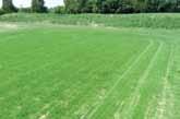 Beim Mähen dürfen keine bleibenden Spuren in der Rasenoberfläche entstehen. Landschaftsrasen mindestens einmal mähen, Sportrasen hingegen etwa achtmal. Er wird bei 60 bis 80 mm gemäht.