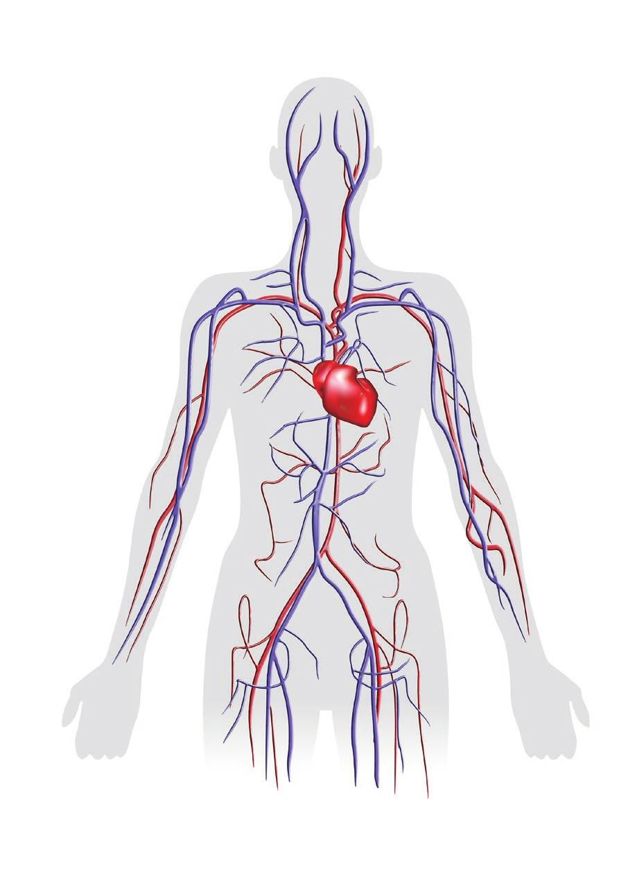 Blutgefäße Herz Anatomie und Funktion des Herzens Ein gesundes Herz wiegt weniger als ein halbes Kilogramm