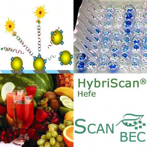 HybriScan D Hefe Molekularbiologisches Schnelltestsystem zum