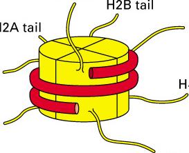H2B H3 H3 H4 Die 30 nm Faser wird