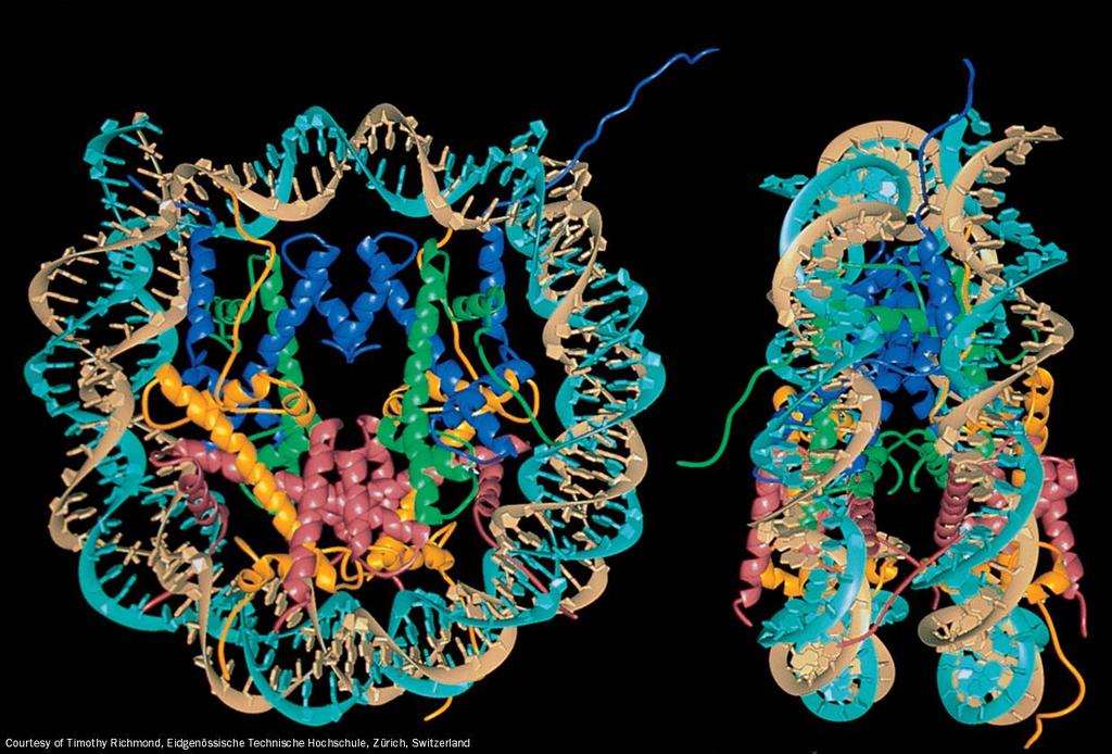Page 1426 a. DNA windet sich um ein Histone Oktamer um den Nukleosom Kernpartikel zu bilden U.