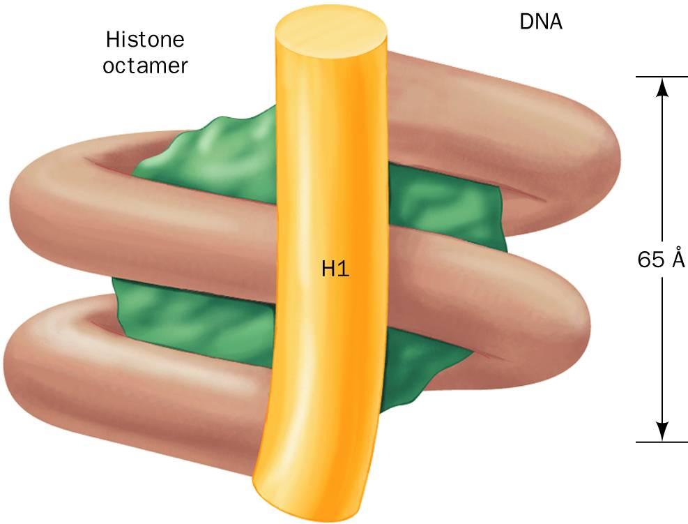 b. Histone H1 schliesst das Nukleosom U.