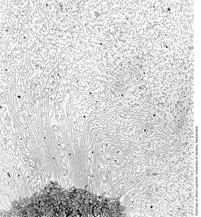 Page 1430 U. Albrecht Electron micrographs of a histone-depleted metaphase human chromosome.