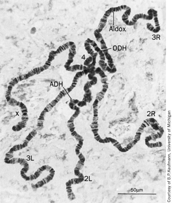 E. Polytene Chromosomen U. Albrecht replizierte DNA bleibt miteinander verbunden und zwar so dass identische DNA exakt nebeneinander zu lioegen kommt.