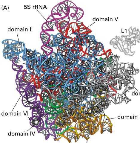Die ribosomale RNA Funktion Hauptkomponenten der Ribosomen Struktur Sehr kompakt, wichtig für die Funktion