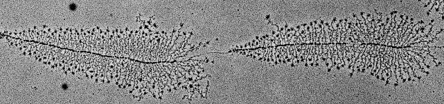 Der Nucleolus ist der Ort der rrna-synthese Nucleolus 2 µm Eine große Menge ist für