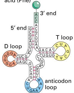Die Transfer-RNA haben eine definierte Struktur 5 3 Funktion Adaptermolekül während der Proteinsynthese Struktur Sehr