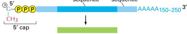 Die Boten- RNA (mrna) 5 -nichtkodierende Region kodierende Region 3