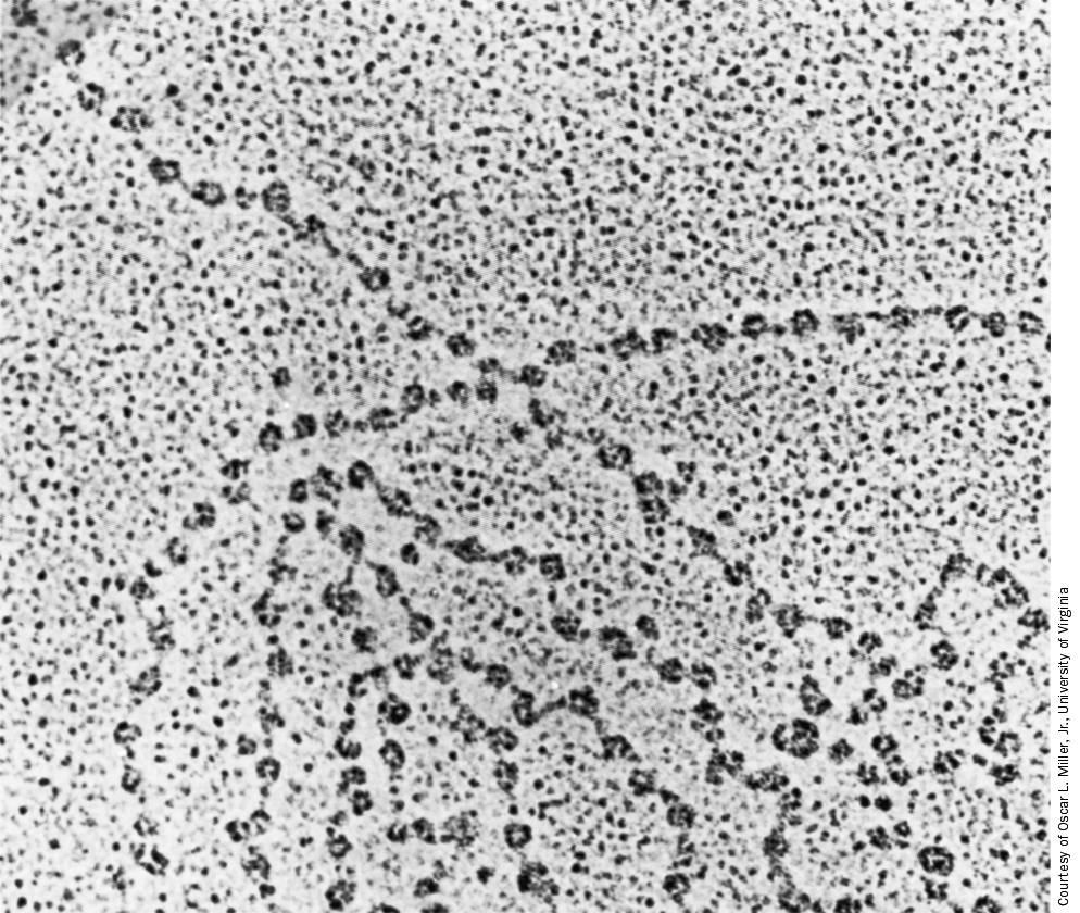 B. Nukleosomen: erste Stufe der Chromatinorganisation Page 1424 Perlenkette Electron micrograph of D.