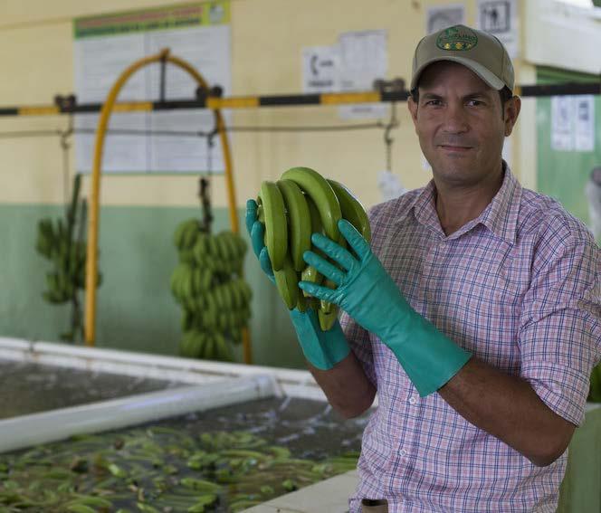WAS BEDEUTET EINE LANGFRISTIGE HANDELSPARTNERSCHAFT FÜR PRODUZENTEN? Erick Almanzar, Mitglied der Bananenkooperative BANELINO, Dom.