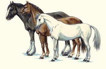 Ponys Shetland-Pony Haflinger
