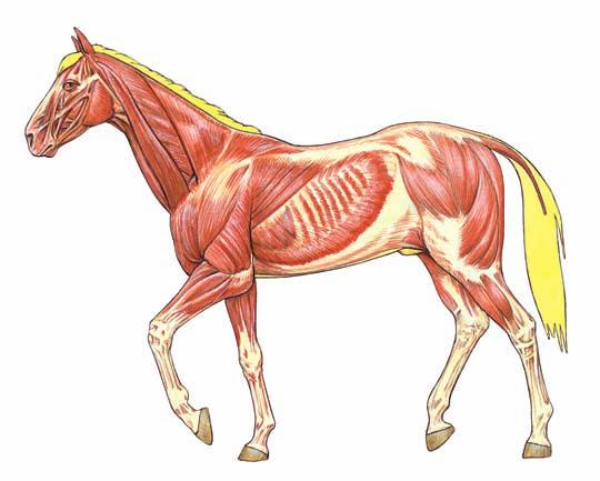 Durch das Zusammenziehen der Muskeln bewegt das Pferd Knochen und Gelenke.