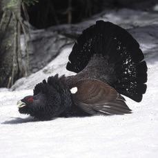 So machen Raufußhühner im Winter keinen Schritt zu viel und fliegen wenn möglich gar nicht.