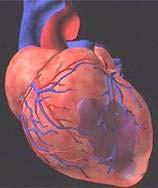 Herzinfarkt: CRP und relatives Risiko 6 5 4 3 2 men women 1 0 1. Qrtl. 2. Qrtl. 3. Qrtl. 4. Qrtl. Quartile (CRP mg/l, Referenzbereich < 10 mg/l) women <1.