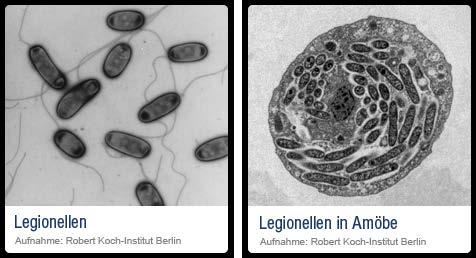 Biologische Beeinträchtigungen Legionella pneumophila Trinkwasser Beeinträchtigungen der Trinkwasserhygiene Auslöser der Legionellose (schwere Lungenentzündung) und des Pontiac-Fiebers RKI: 2011: 639