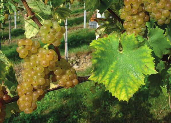 Jahrhunderts gepflanzten Weingarten vom Betrieb Salmhofer in Prebensdorf-Berg (Bezirk Weiz). Zulassung: 0 Klon treibt etwas später aus.