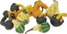 Fruchtfleisch Koshare Yellow Mandarin Rarity, F KRONENKÜRBIS  ) dekorative, krallen- bis kronenähnlich