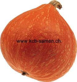 Etwas grösser als Uchiki Kuri; Pﬂanze: rankend, ertragreich; Fruchtform: orange, ﬂachrund; Fruchtgrösse (D): 15 cm; Fruchtﬂeisch: orange, gute Qualität; Anderer Name: Sunny Hokkaido;