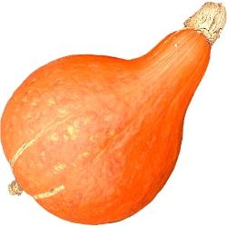 Hubbard Hubba Hubba F1 [2115] Orange Magic F1 [2120] (Cucurbita maxima) Leuchtend oranger Kabochatyp, welcher die Ursprüngliche Hubbardform beibehalten hat.