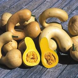 Pennsylvania Dutch Croockneck [3354] Tromba d Albenga [3341] (Cucurbita moschata) Sehr grosse Früchte mit einem gekümmten Hals.