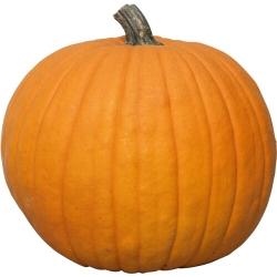 Gewicht: 4.0 kg - 6.0 kg; Reifezeit: 95 Tage; KCB-Empfehlung: B (Cucurbita pepo) Eine der beliebtesten Sorten im amerikanischen Halloweensegment.