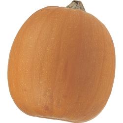 Ol Zebs [4409] Tom Fox [4414] (Cucurbita pepo) Hochrunder Pumpkin, leuchtend orange, etwas ﬂachrund, stark gerippt.