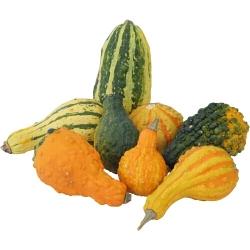 Pﬂanze: stark rankend; Frucht: farbenfrohe ausgewogene Mischung, gewarzt, unterschiedlichste Formen; Verwendungsempfehlung: Deko Lagerzeit: ++++; Gewicht: 0.1 kg - 0.