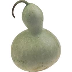 Flaschenkuerbis gross [7118] Flaschenkuerbis riesig [7138] (Lagenaria siceraria) Grosse hellgrüne Früchte mit einem Durchmesser von 20-30 cm und einer Länge von 30-40 cm.