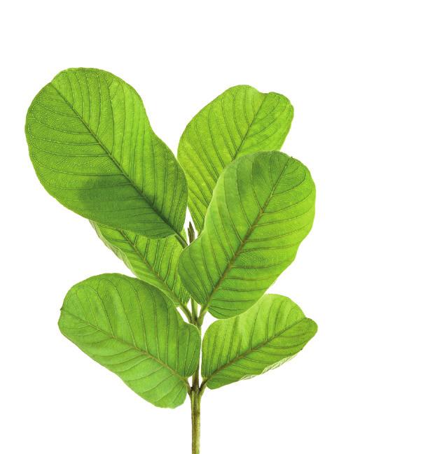 zink GSE verwendet für das Produkt Zink Compact natürliches Zink aus einem Extrakt der Blätter des Guave-Baumes.