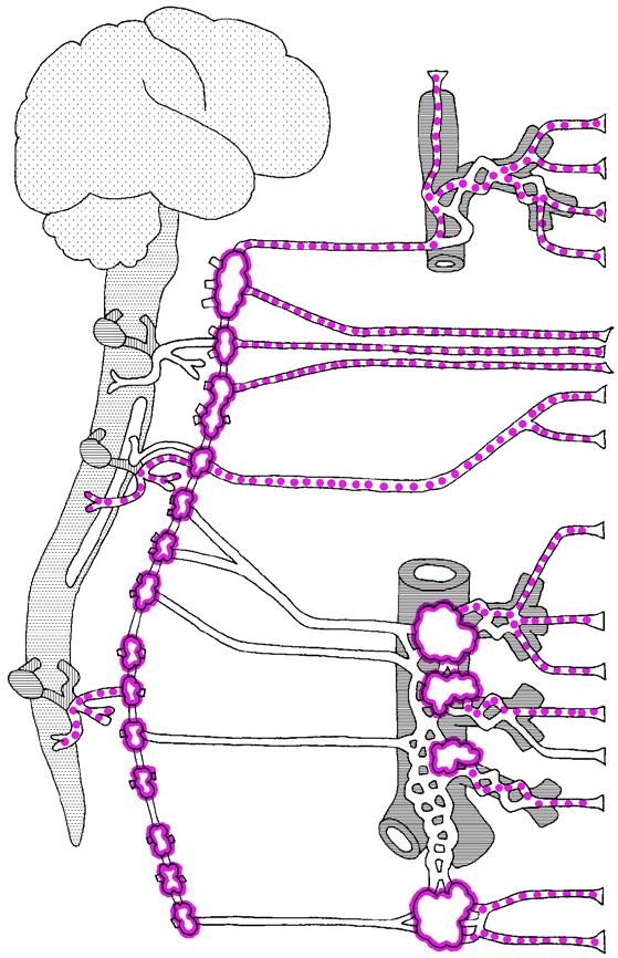 Postganglionäre sympathische Neurone Grenzstrangganglien (paravertebral): verteilt im sympathischen Grenzstrang, Schädelbasis bis Steissbein : eingebettet in Nervengeflechte um Bauchaorta und deren
