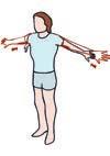 Los geht s! Ihr Übungskatalog Armbeuger (Bizeps) Lassen Sie die Arme seitlich neben dem Körper hängen, die Handinnenflächen zeigen nach vorne.