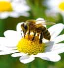 Gerade die Landwirtschaft kann durch das Anlegen sogenannter Blühstreifen einen besonderen Beitrag dazu leisten, den bedrohlichen Rückgang für uns so wichtiger Insekten wie Wildbienen, Hummeln,