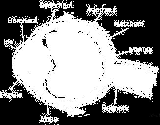 12:5): 130 Bild 5: Anatomie des Auges [rathausoptik.ch (23.11.2012)] 3.2.1 Weg des Lichtes im Auge Das Licht trifft zunächst auf die Hornhaut (Cornea): Diese bricht das Licht und stellt das Bild scharf (BMBF 2006:17; Erdmann 2005a:42).