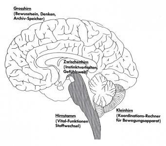 44 Bild 1: Gliederung des menschlichen Gehirns (nepomucenum.de [28.3.2013]) Der Hirnstamm besteht aus verlängertem Mark (Medulla oblangata), Brücke (Pons) und Mittelhirn (Mesencephalon).