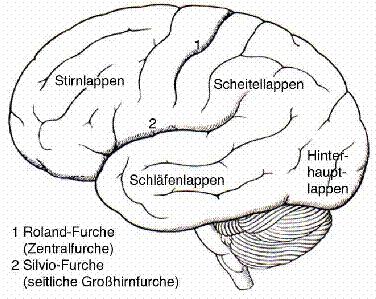 45 Bild 2: Die fünf Lappen des menschlichen Gehirns (scheffel.og.bw.schule.de [28.3.