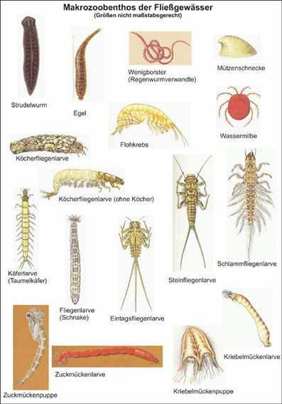 Makrozoobenthos grosse Artenzahl in allen Fließgewässertypen viele Arten empfindlich bzgl.