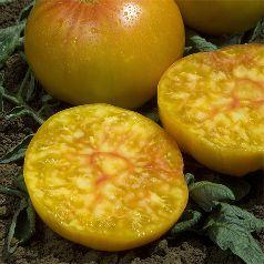Tomaten Fleischtomaten Ananas Fruchtige, etwa 450 g schwere, große Fleischtomate, die von Gelb nach Pink verfärbt,, daher besser geschützt anbauen Flachrund/gelborange Berner Rose BIO Großfrüchtige,