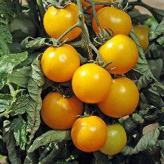 Ab und an Pflanzen mit gelben Früchten Birne/rot Riesentraube Historische, etwa 2,5 cm kleine rote Cherrytomate mit markantem "Nippel" an den Früchten.