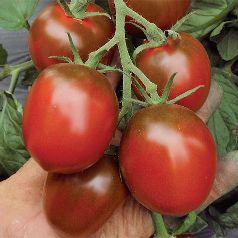 Sehr aromatisch, 4 cm / Tumbling Tom Red Ampeltomate, trägt rote Cherrytomaten, geeignet auch für den großen Topf, die Pflanzen wachsen hängend Cont.