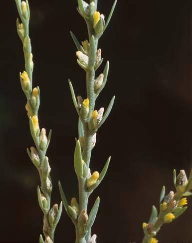 Vergesellschaftet ist Thymelaea passerina hier unter anderem mit Erucastrum gallicum (Französische Hundsrauke), Daucus carota (Wilde Möhre), Picris hieracioides (Gewöhnliches Bitterkraut), Agrostis