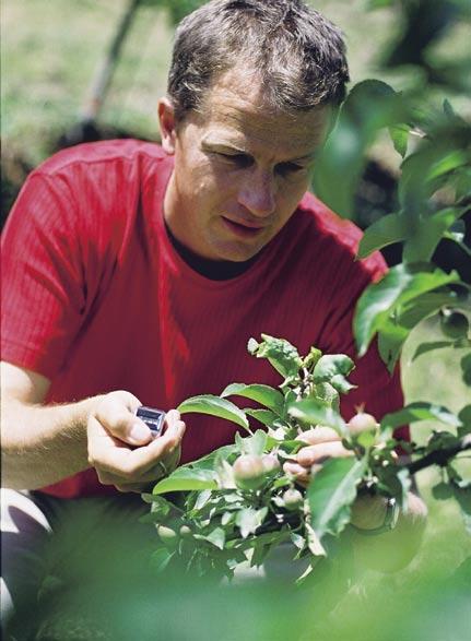 Mit Kaolin behandelte Bäume sind für Blattläuse unattraktiv. Die Mehlige Apfelblattlaus (Dysaphis plantaginea) ist der bedeutendste Apfelschädling der nördlichen Hemisphäre.
