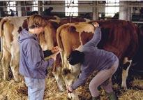 Wirkung homöopathischer Substanzen Integrierte Tiergesundheitskonzepte Gemäss Bioverordnung ist die Tiergesundheit insbesondere durch Prävention auf Bestandesebene, durch Optimierung der