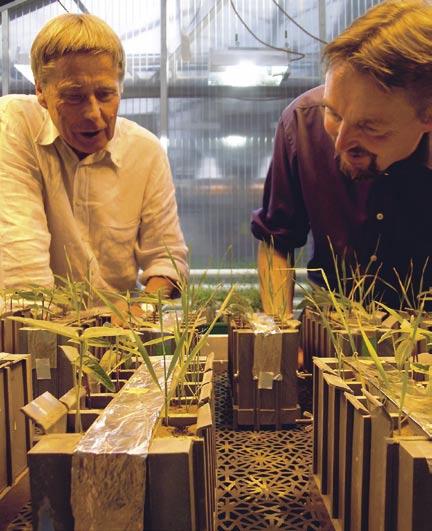 Bodenfruchtbarkeit 5 Mykorrhiza unscheinbare Pilzfäden, grosse Wirkung Zwischen dem Botanischen Institut der Uni Basel und dem FiBL besteht eine langjährige Zusammenarbeit in der Mykorrhizaforschung.