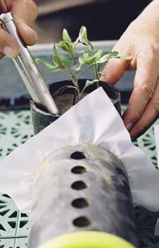 Vermehrt werden nun Methoden entwickelt, Mykorrhiza gezielt zur Bodenverbesserung einzusetzen.