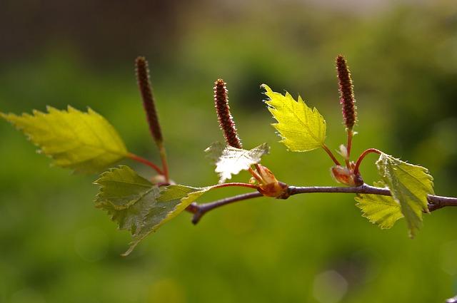 Birkenblätter Wann zu finden: Von Frühling bis Herbst Verwendung: Blätter Anwendung bei: Blutreinigend, harntreibend, wirksam gegen Blasenentzündung,