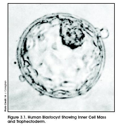 ES-Zellen werden aus frühen Embryonen im
